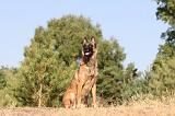 MALINOIS 113